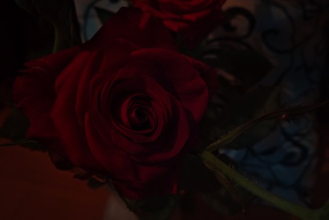 rose???