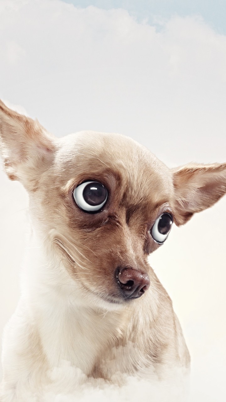 chien rigolo