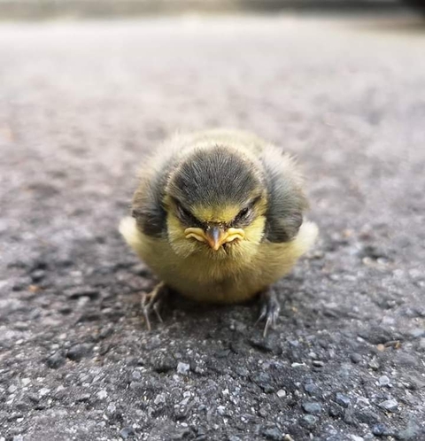 Angry Bird
