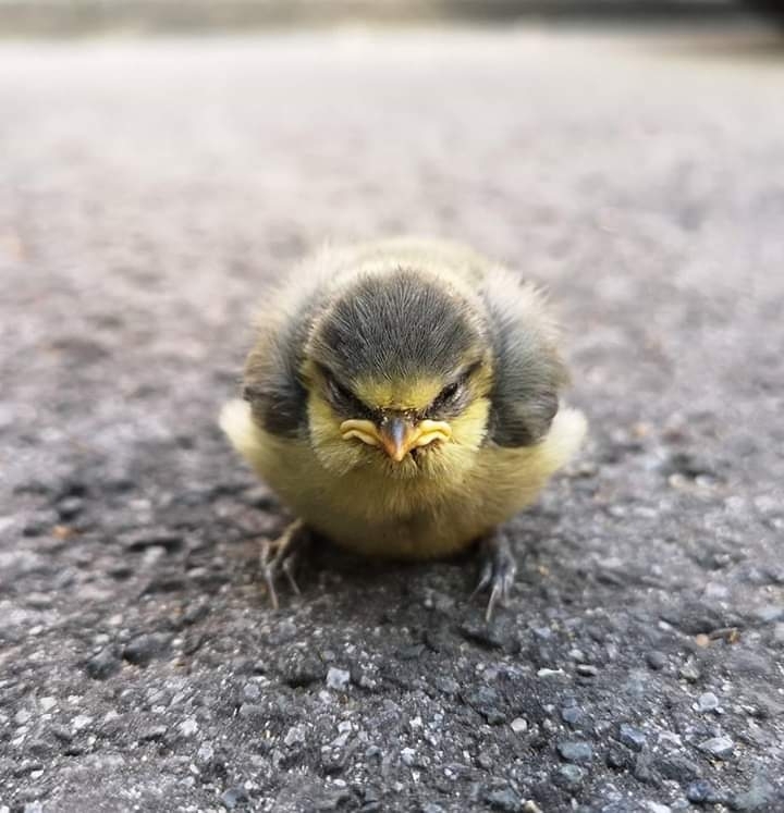 Angry Bird