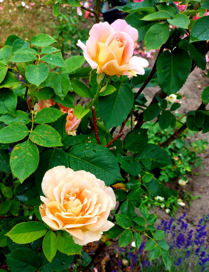 Rosen in Gelbrosa