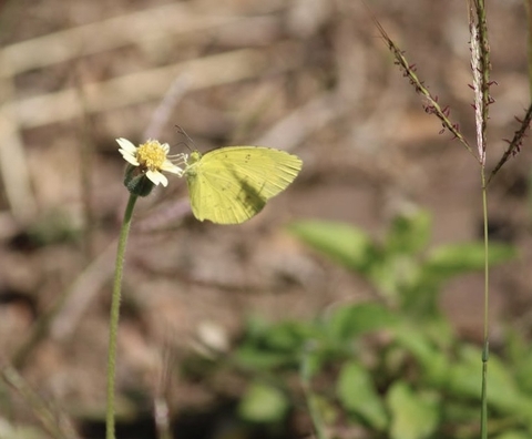 тапети insect, plant