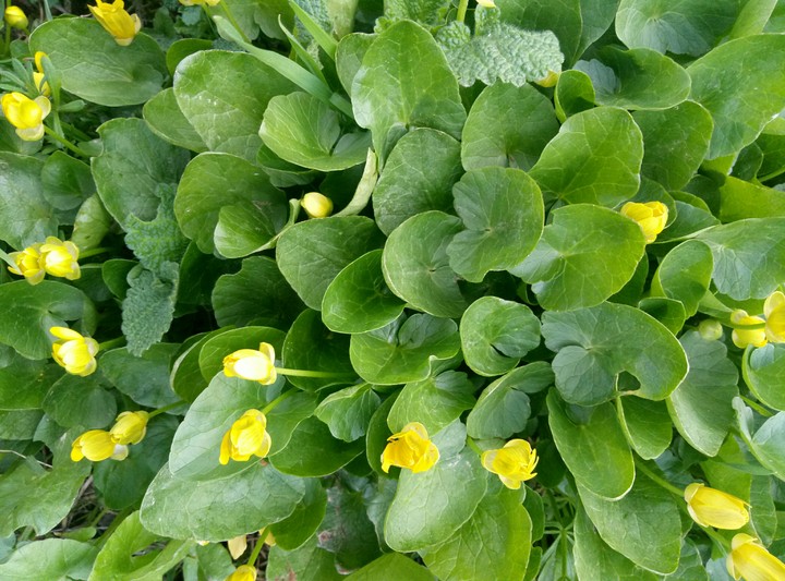 flowers