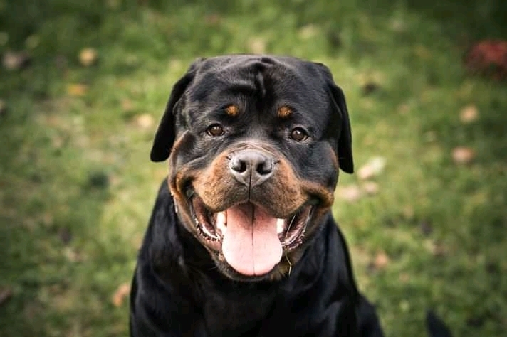 Tai-foon the Rottweiler