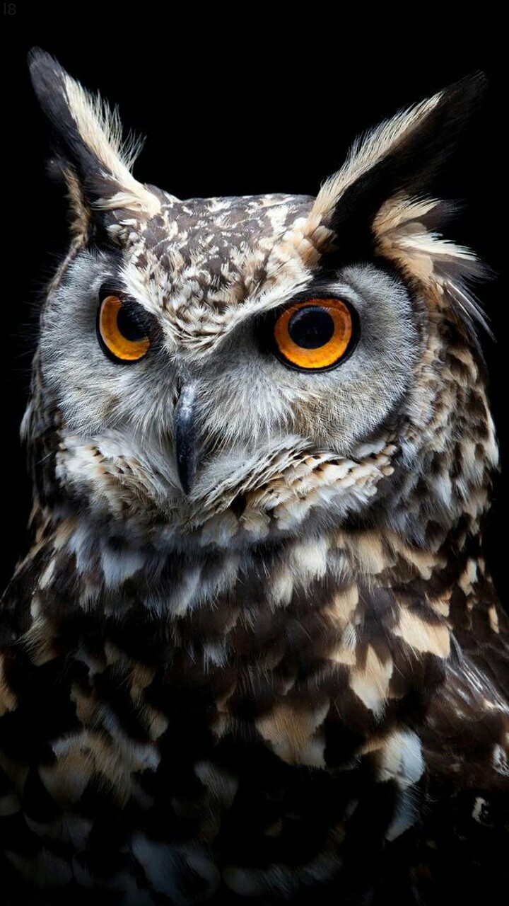 my talking owl