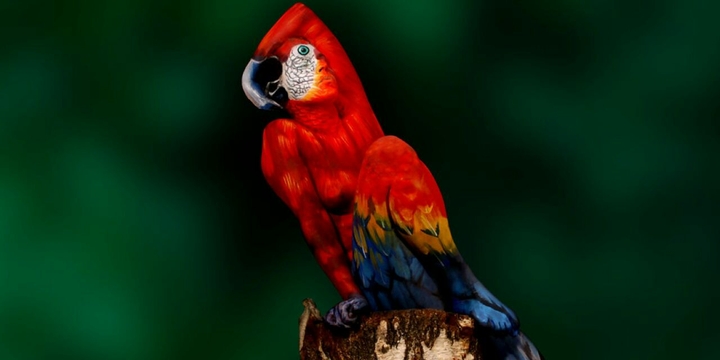 Bird