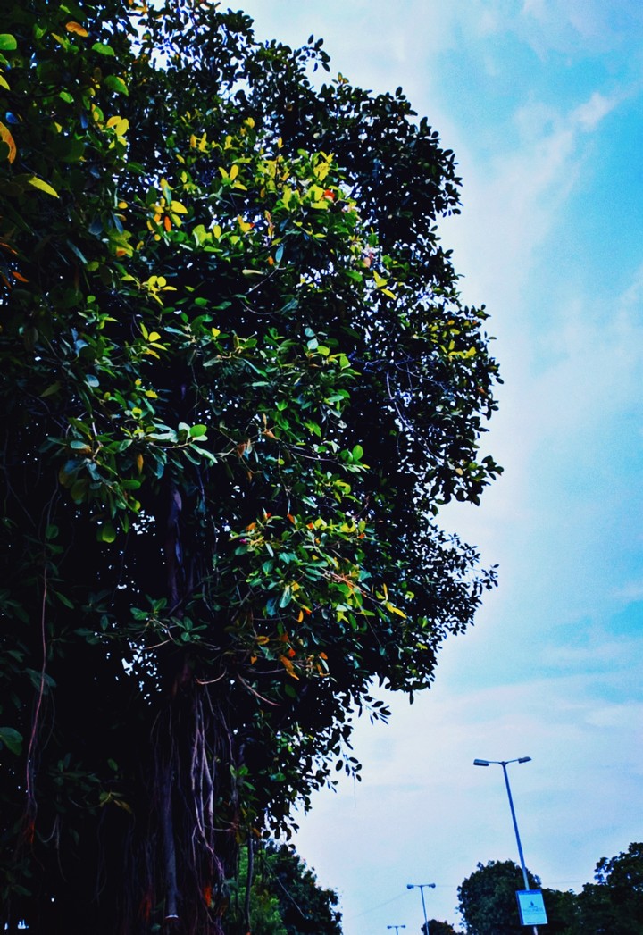 Old Banayan tree