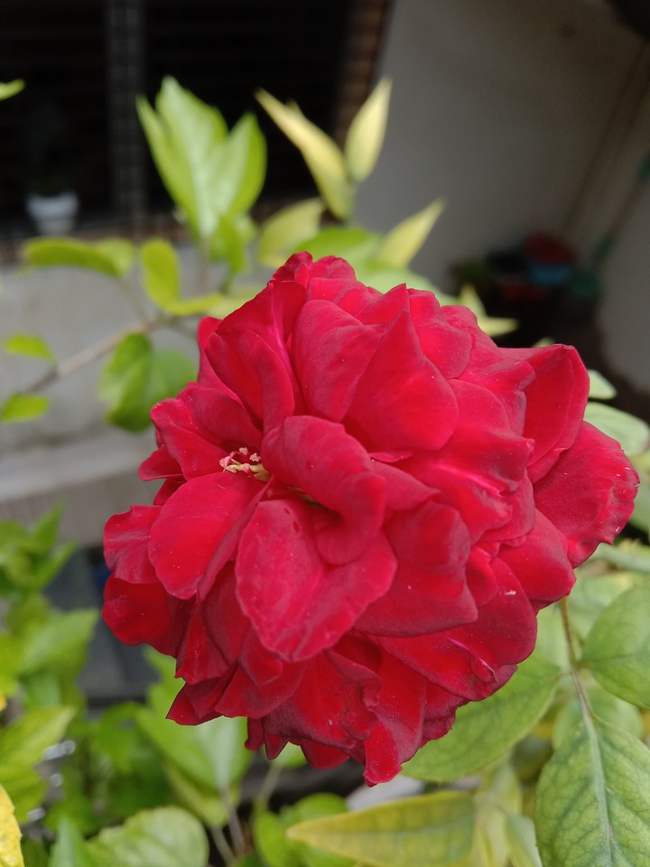 red