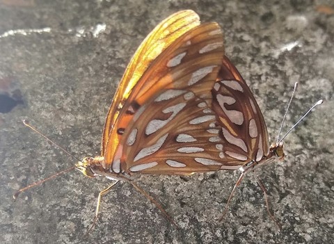 butterfly, lepidoptera壁紙