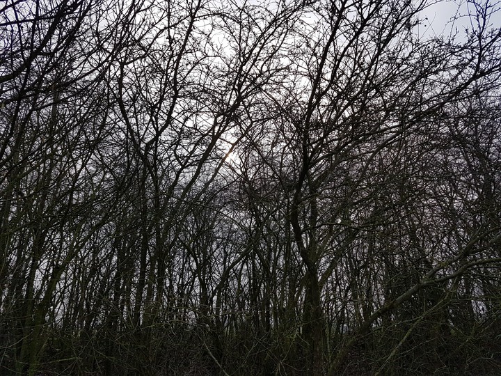 woods