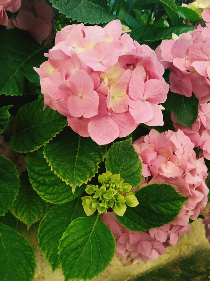flower