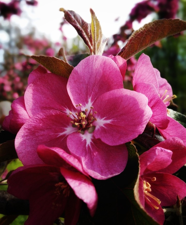 blossom ?