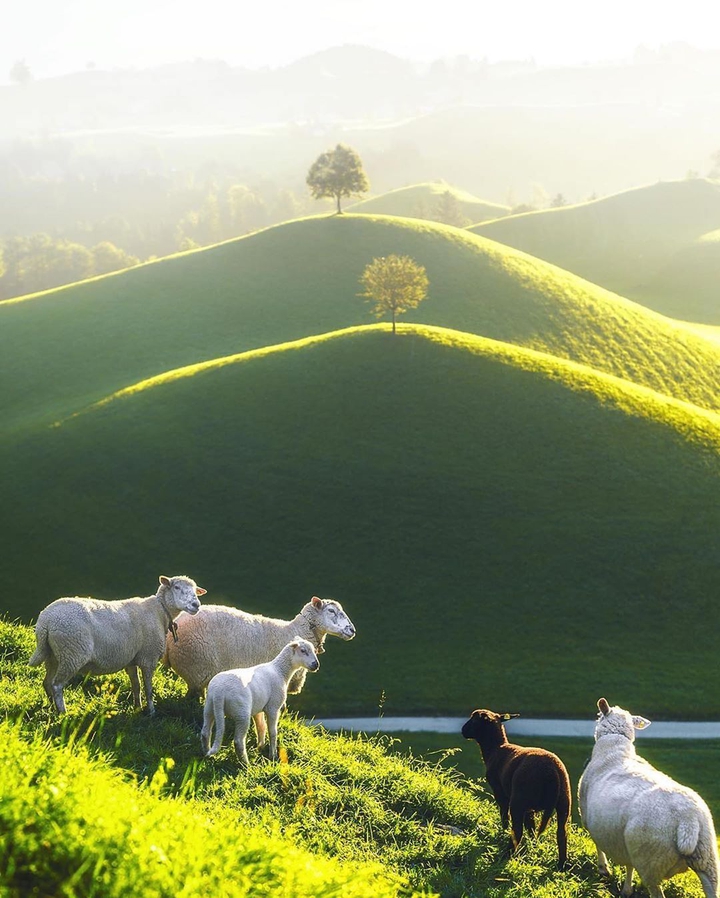 Green Land & Sheep