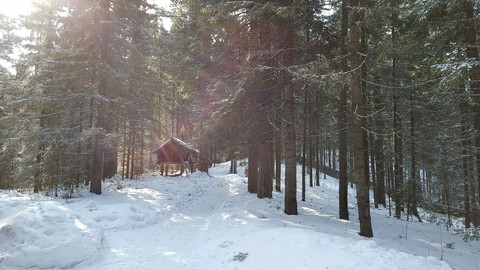 lodge Siberian forest