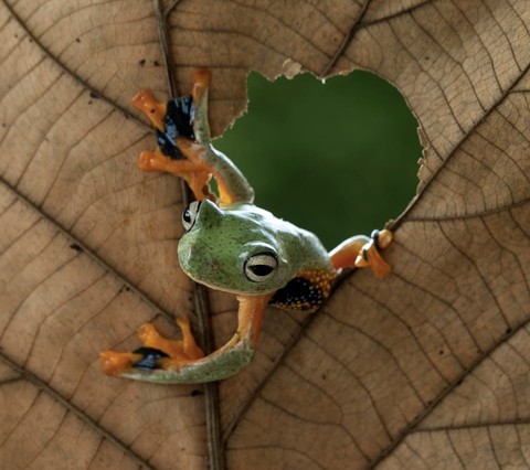 reptile, frog háttérképek