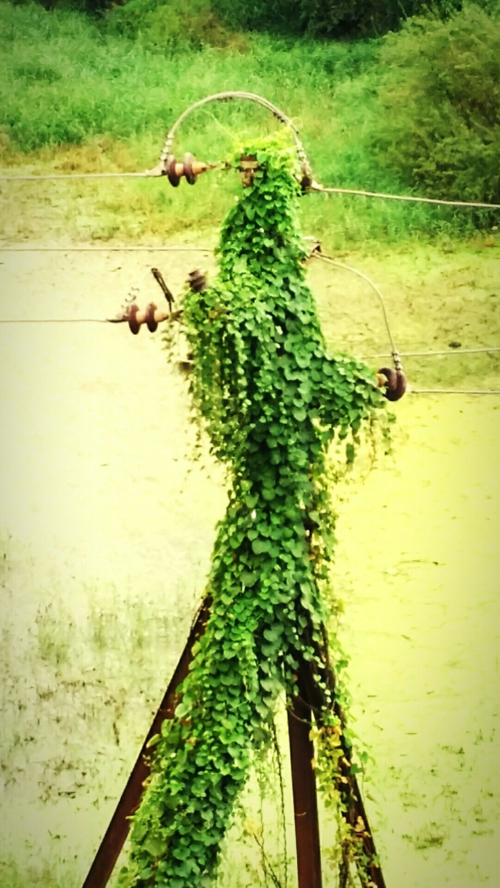 Green Pole