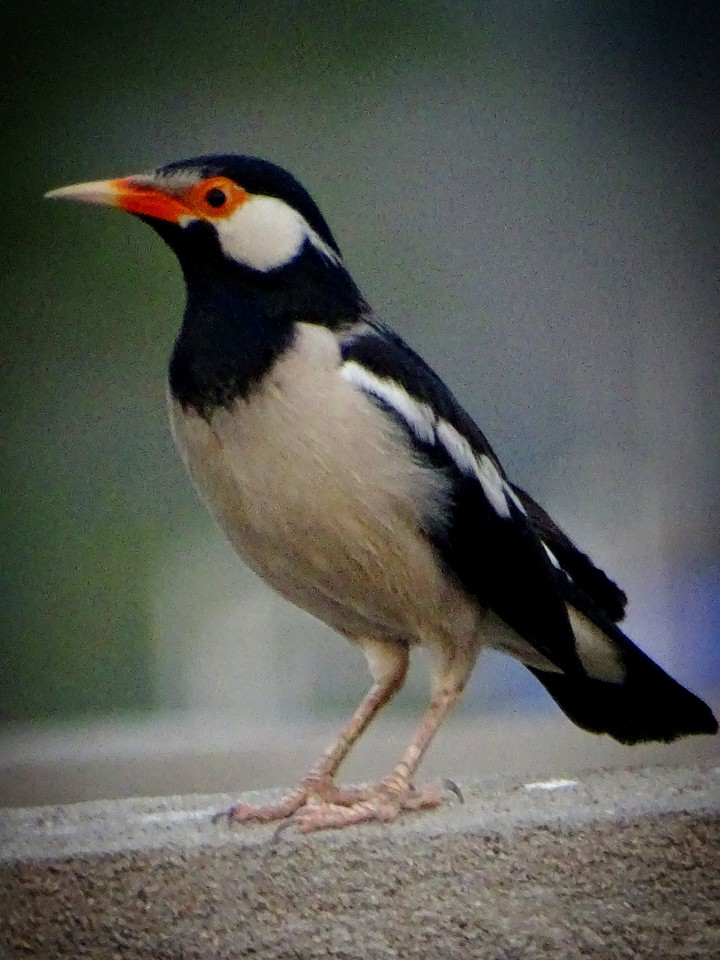 Bird