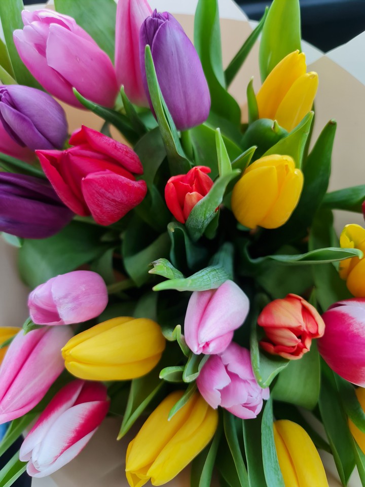 tulips