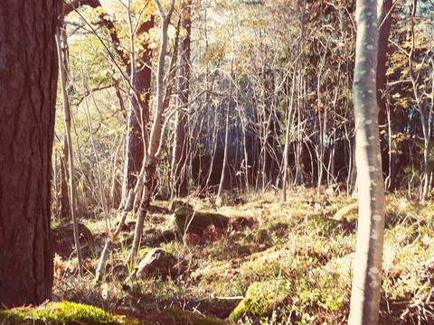 trollskogen