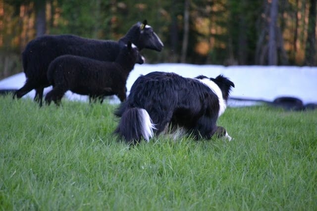 The Border Collie Because There Is No Better Dog