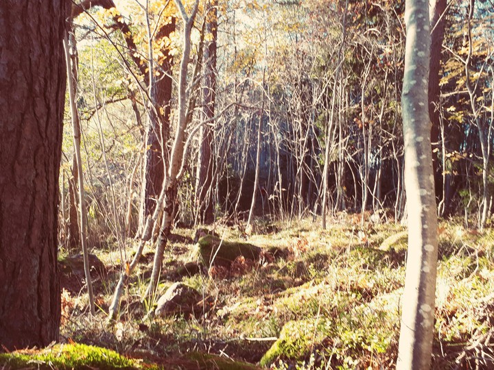 trollskogen