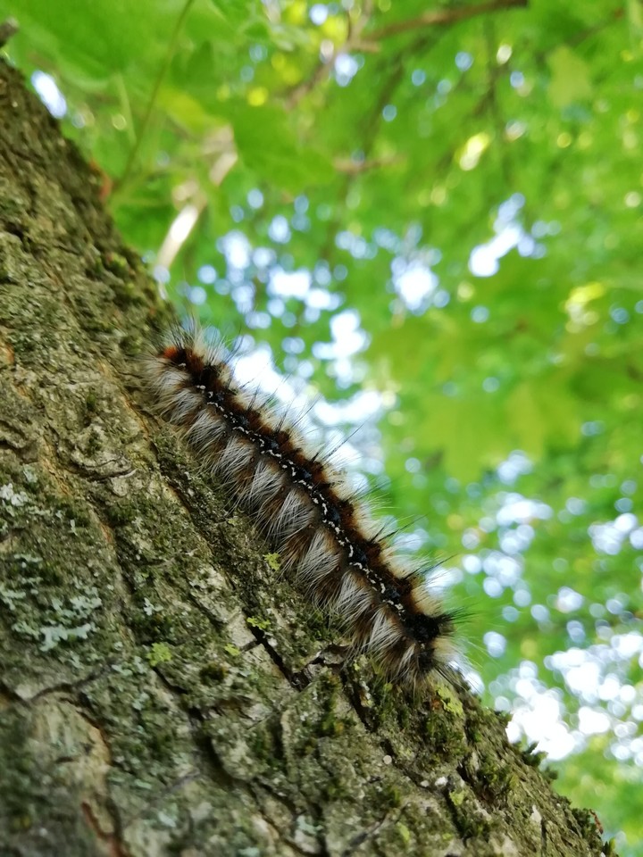 worm