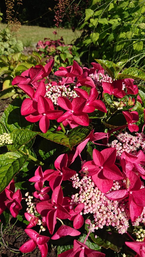 My flowers in my garden in Kristianstad Sweden
