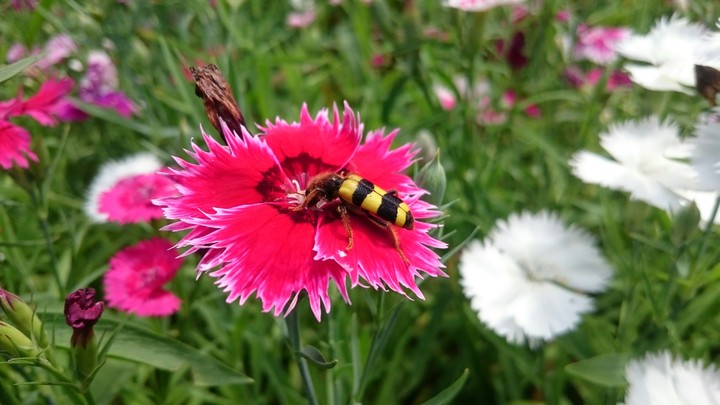 Bee and Flower