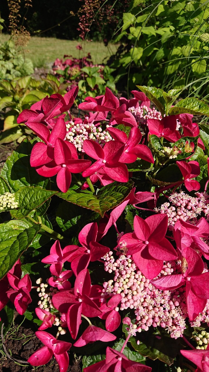 My flowers in my garden in Kristianstad Sweden