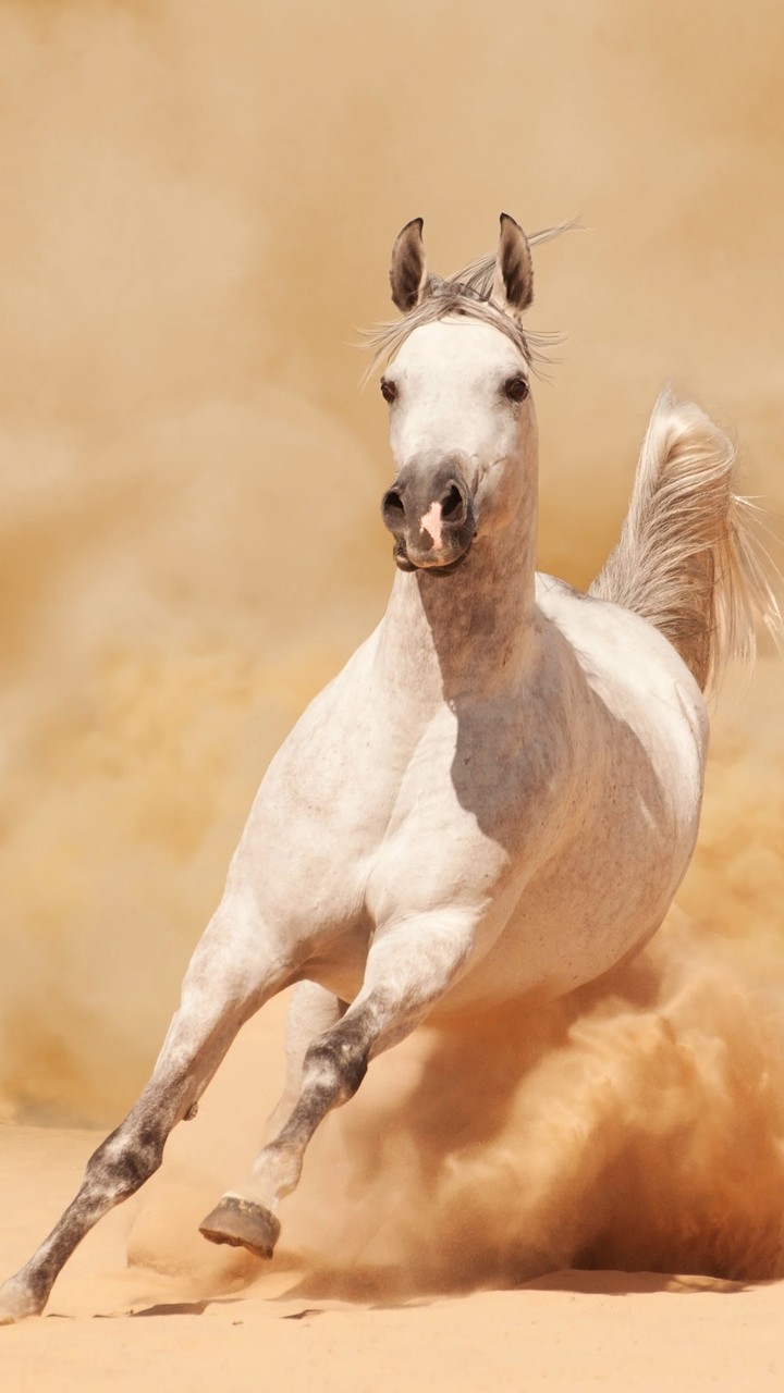 Pferd