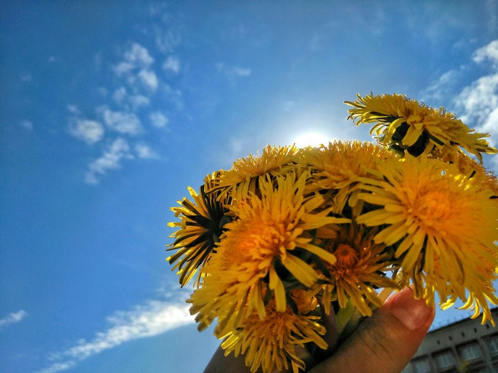 flower