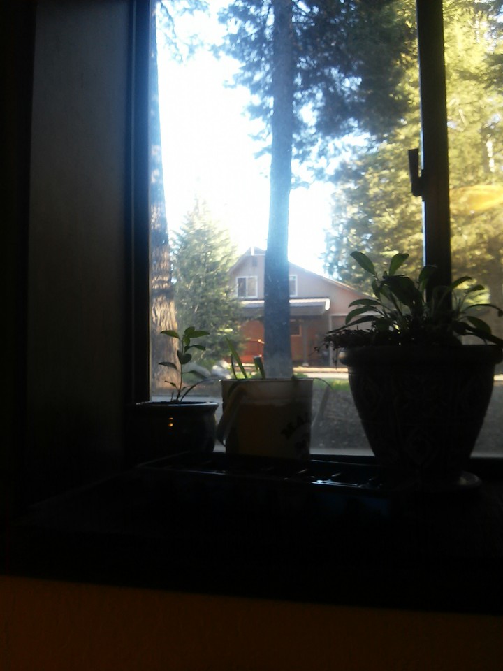 plants
