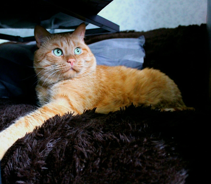 Red cat
