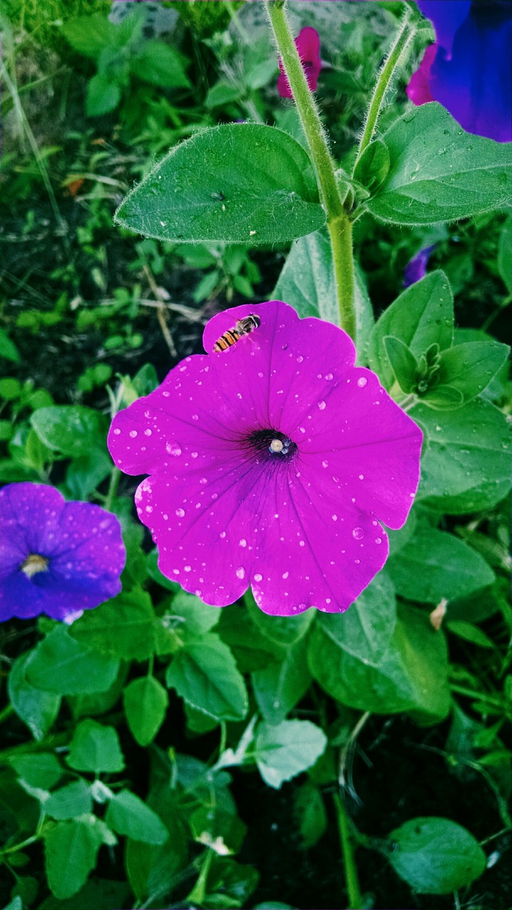 flower