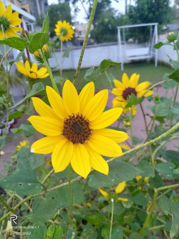 flower