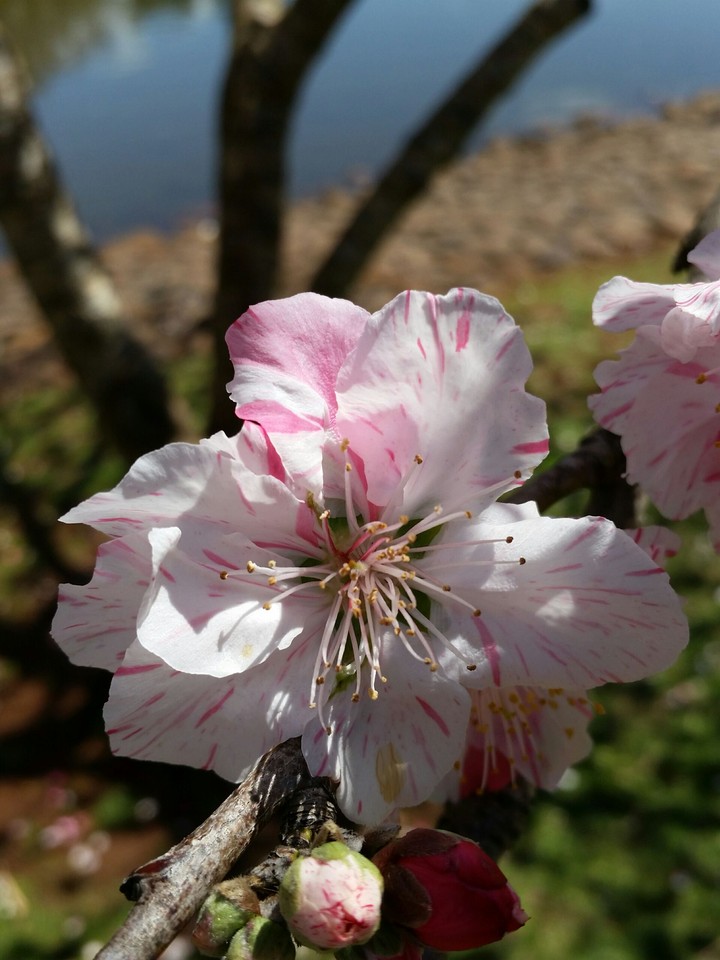 white blossom