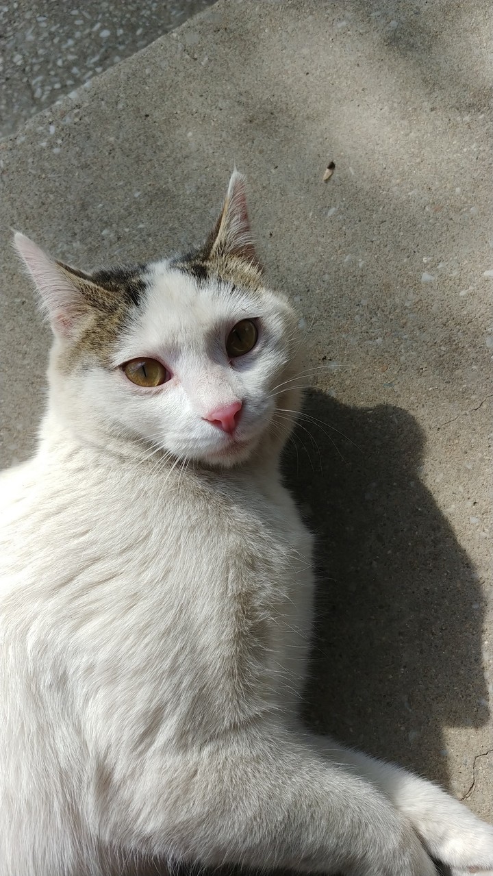 고양이