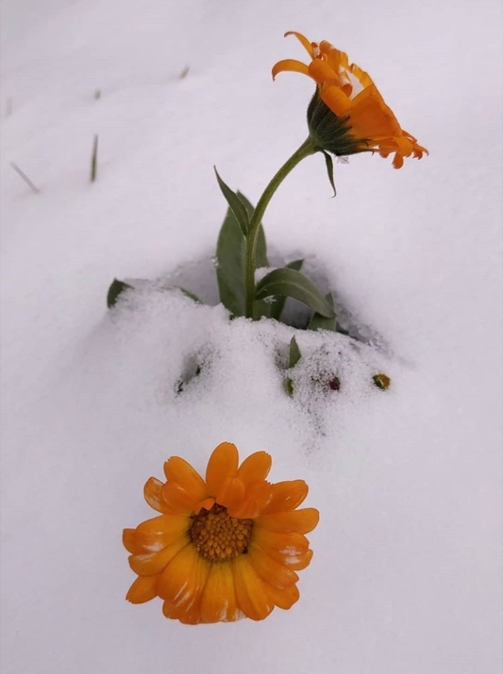 snow