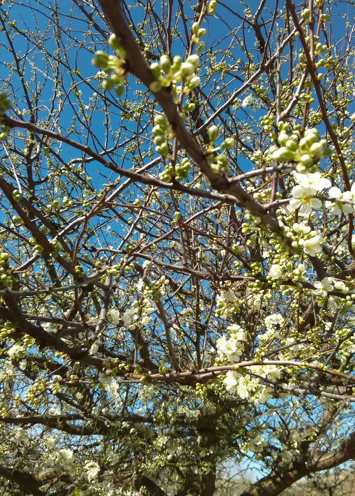 Spring