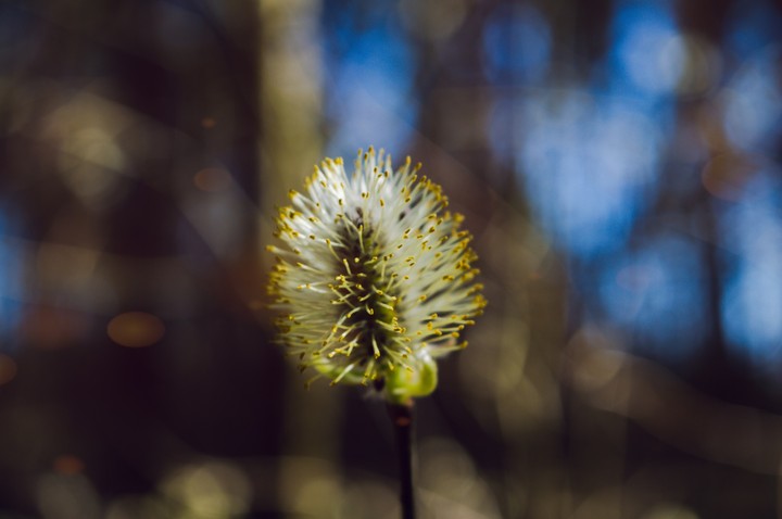 spring