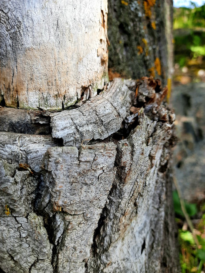 Wood