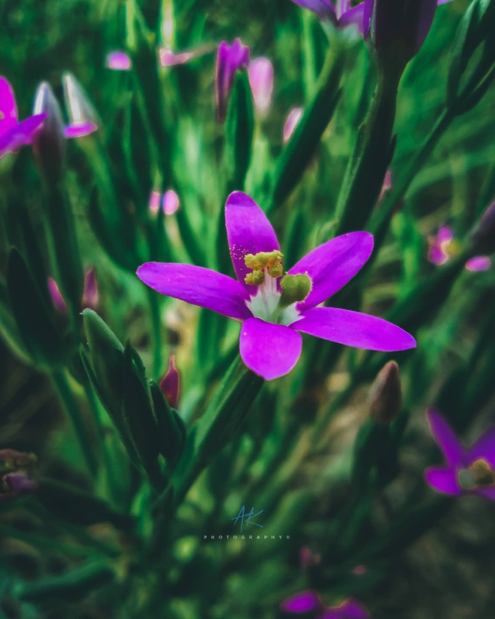 Flower