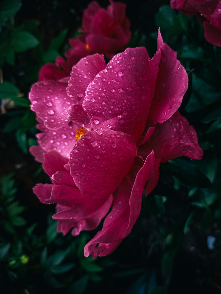 stamens