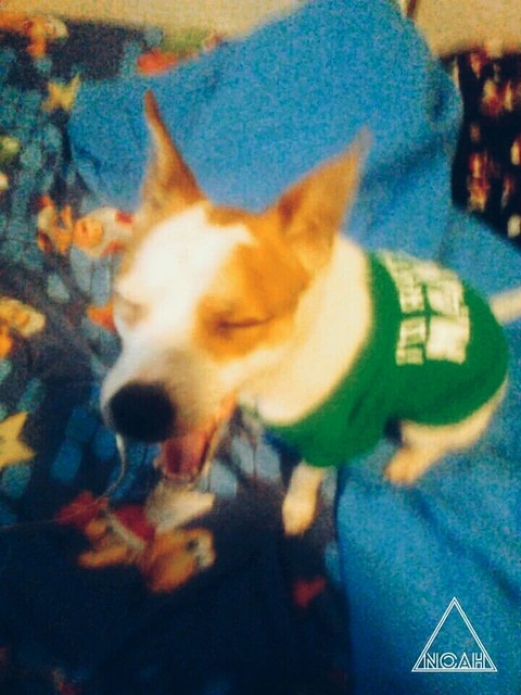 scout