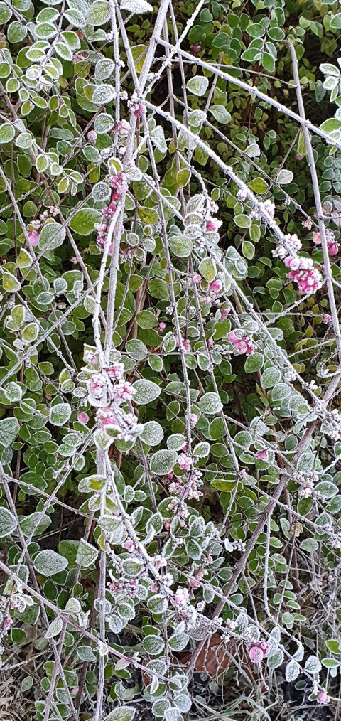Eis Blume