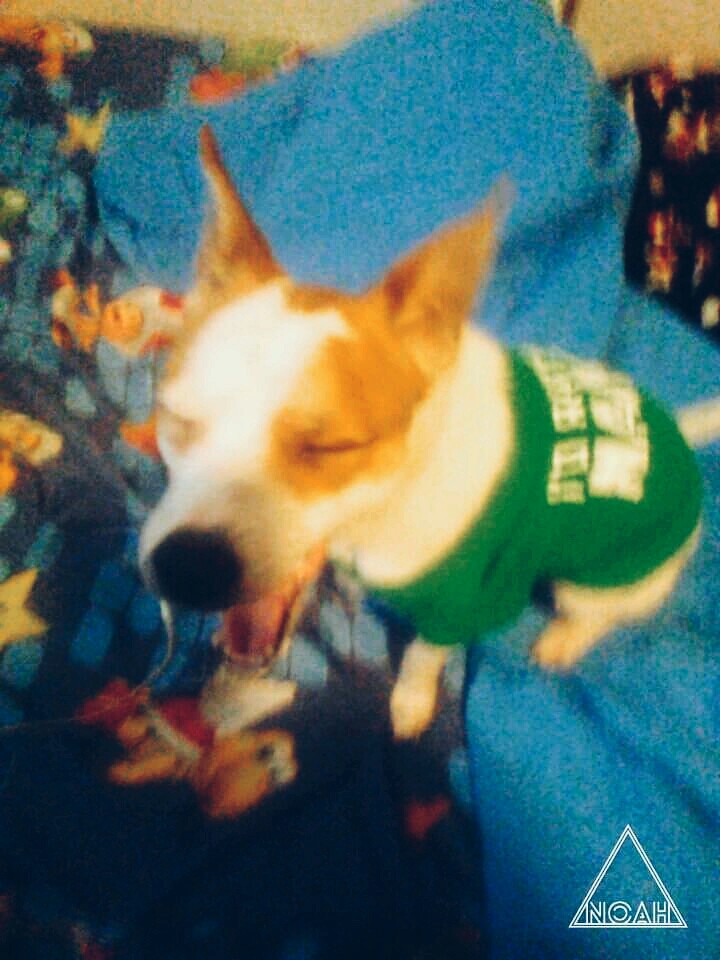 scout