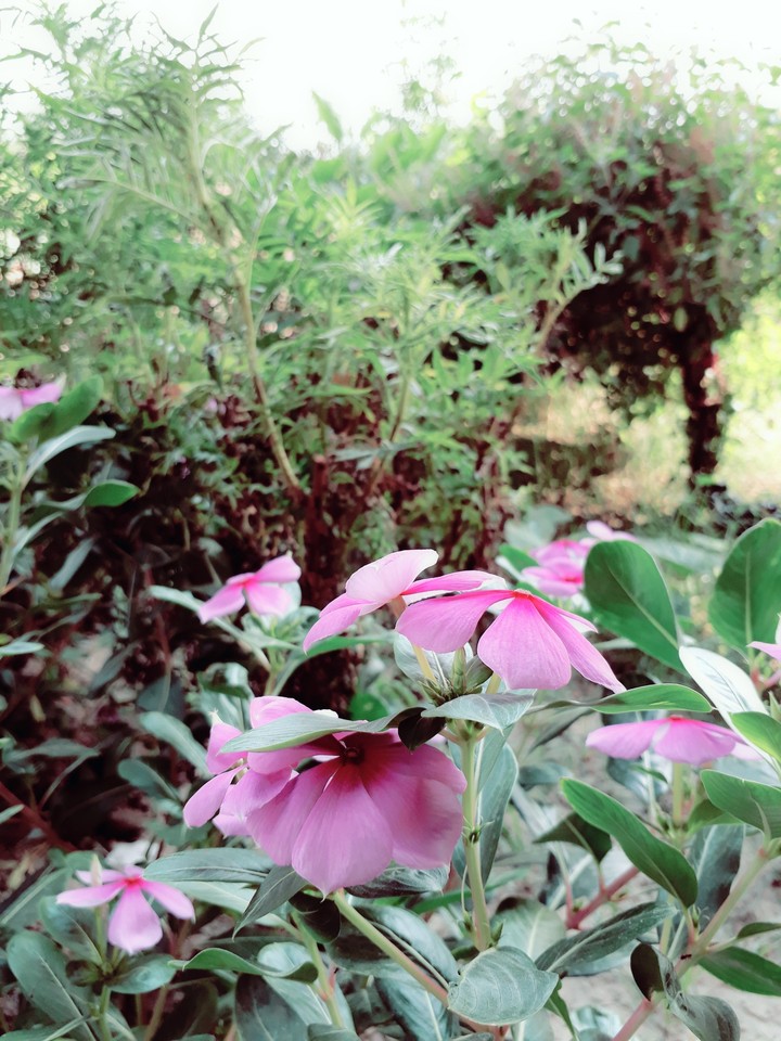 flowers