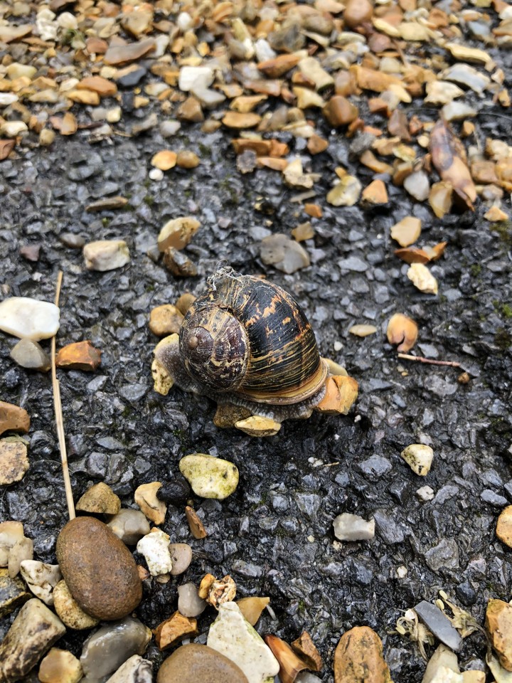 snail shell 