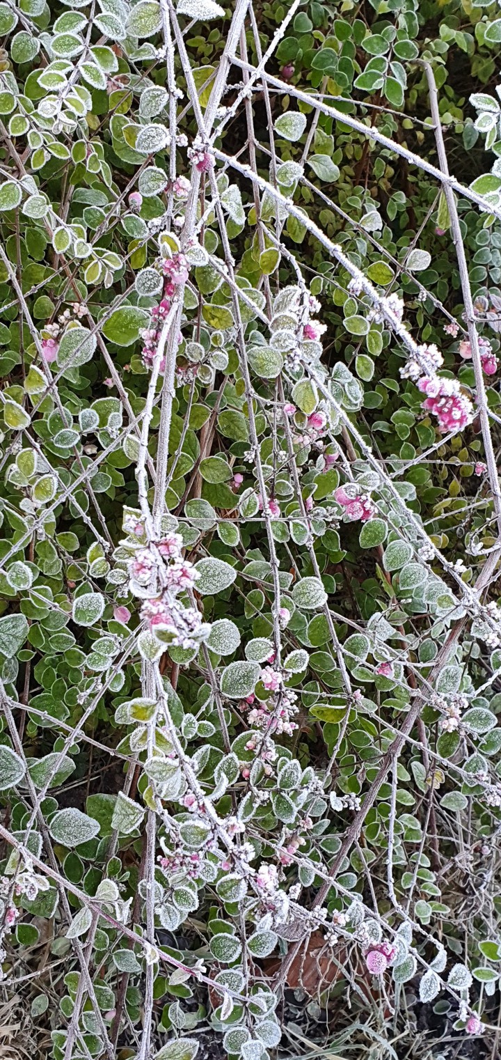 Eis Blume