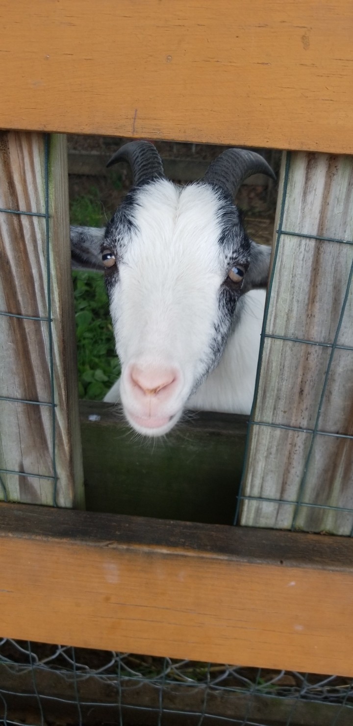 peek-a-boo